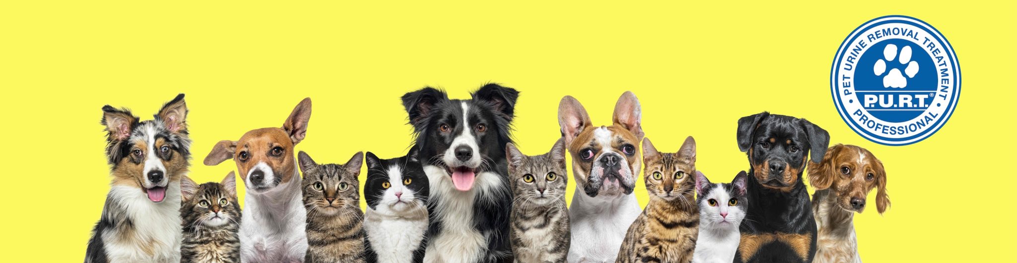 Why Urine Odor in Rugs is Detrimental ChemDry Malaysia ChemDry