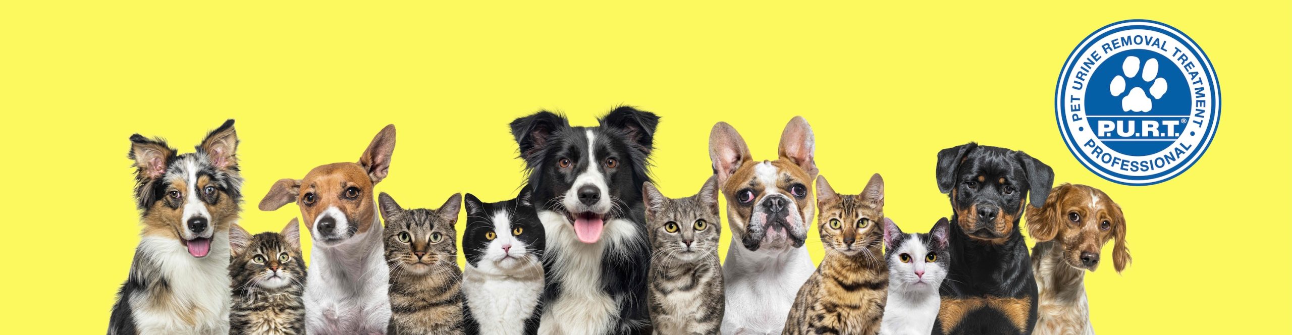 Why Urine Odor in Rugs is Detrimental ChemDry Malaysia ChemDry