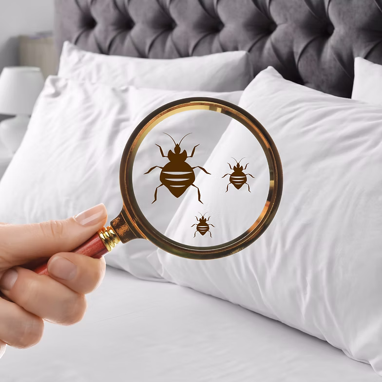 Chem-Dry Malaysia dust mite allergen treatment reducing allergens in mattresses, carpets, and upholstery for a healthier indoor environment