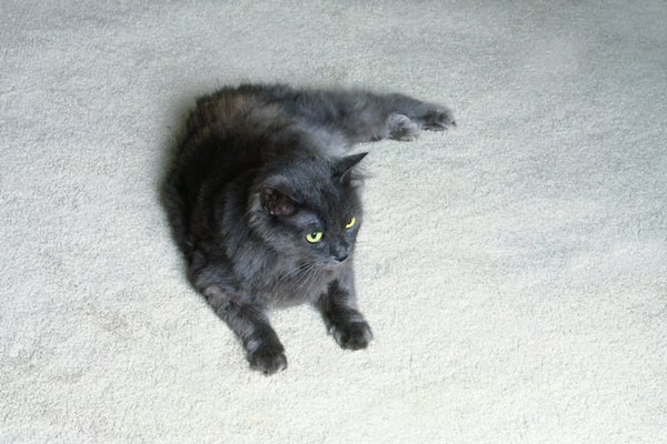 cat on carpet