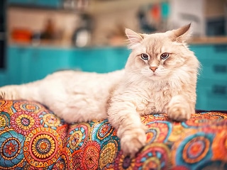 siberian cat breed neva masquerade beautiful cat