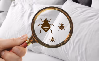 Chem-Dry Malaysia dust mite allergen treatment reducing allergens in mattresses, carpets, and upholstery for a healthier indoor environment